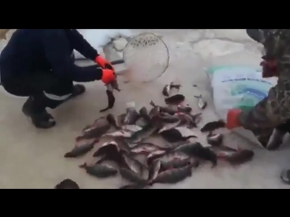КРУПНЫЙ ОКУНЬ ЗИМОЙ! Вот это прикол! Рекордная рыбалка на снасть убийца ( ОКУНЯ)