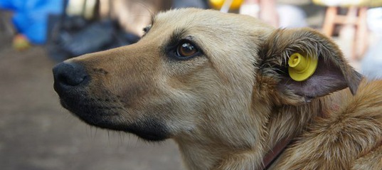 Заниматься отловом бродячих псов будут по-новому Заниматься отловом бродячих псов будут по-новому