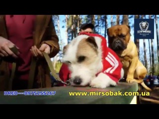 Дрессировка собак Буча Ирпень Ворзель Киев ДРЕД DRED