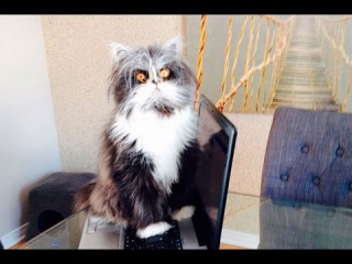 Подборка Лучших Приколов 2016 - Дьявольский кот /THE BEST Vines And Coub's