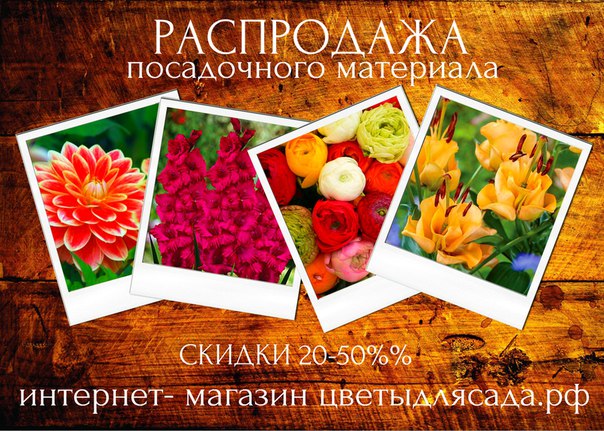 Магазин Семена Распродажа