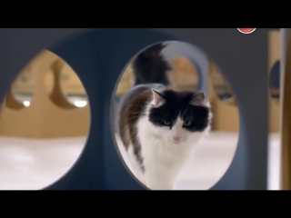 BBC. Кошачьи тайны / Cat Watch 2014: The New Horizon Experiment, 3 серия из 3