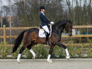 Dressage Horses For Sale - Ultimate Equine