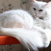 Виктория Сафьяновская