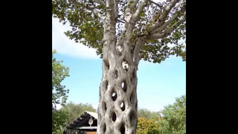 Əлемдегі таңғажайып ағаштар