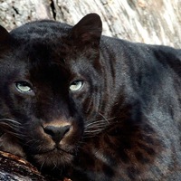 Екатерина Силина | 