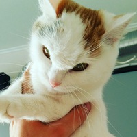 Катерина Карандини