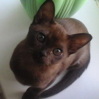 Елена Полюшенкова