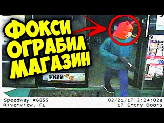 ФОКСИ ОГРАБИЛ МАГАЗИН!!!