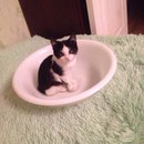 Безкота_добро