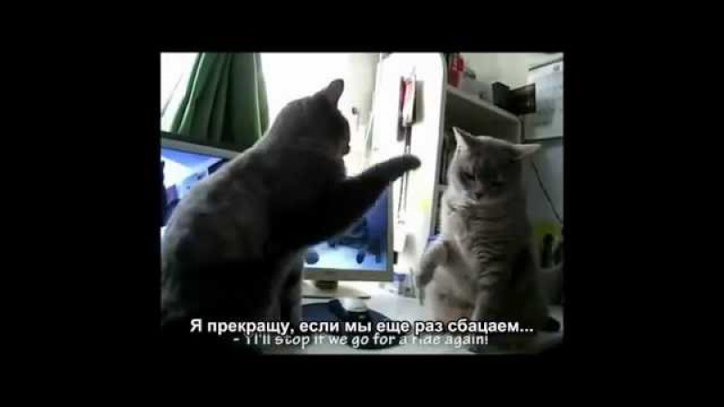 Коты играют в ладушки (Субтитры)