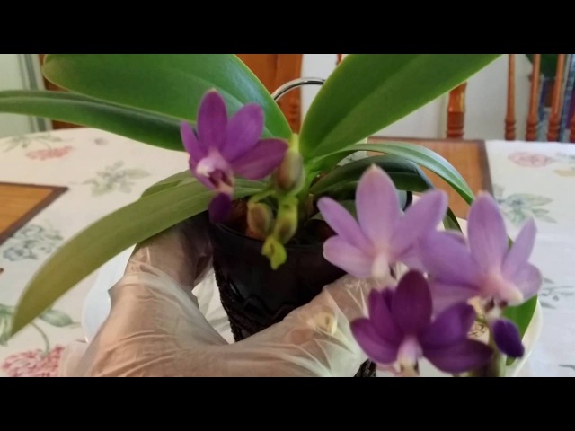 My Dtps. Purple Martin In Bloom...