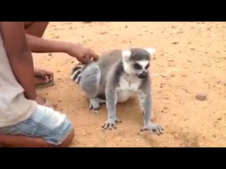 Настырный лемур