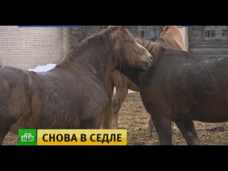 Костромские энтузиасты возродили легендарный племенной завод орловских рысаков