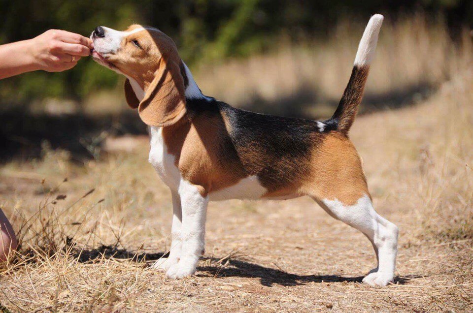 бигль месяц. бигль харьер размер. бигль 2 месяца. бигль собака 4 месяца. бигль щенок 3 месяца.