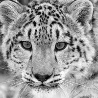 Света Заболотных