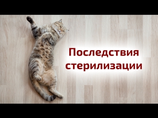 Стерилизация и кастрация кошек: плюсы и минусы стерилизации. Кошка просит кота