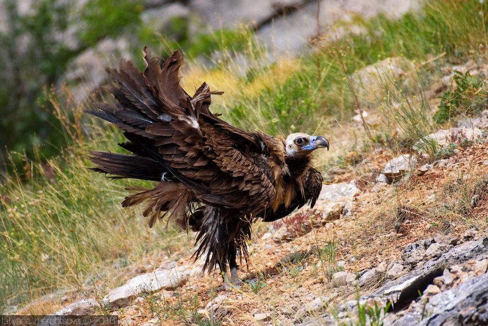 wildlife.crimea.ua