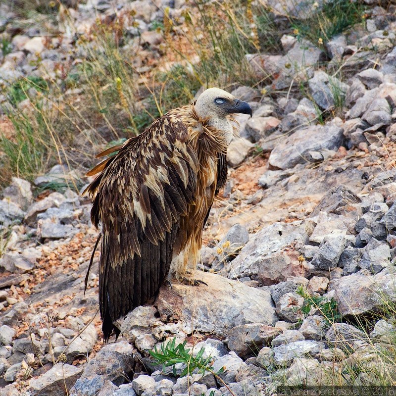 wildlife.crimea.ua