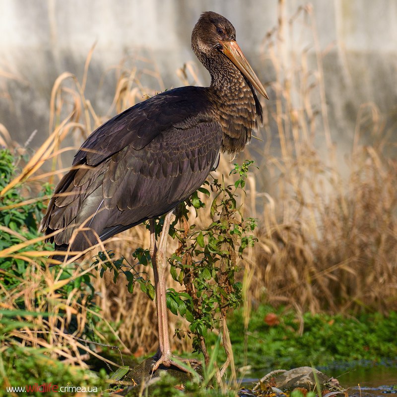 wildlife.crimea.ua