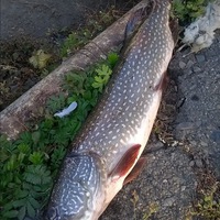 Светлана Полынцова-Рехтина