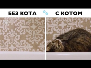 Жизнь с котом и без