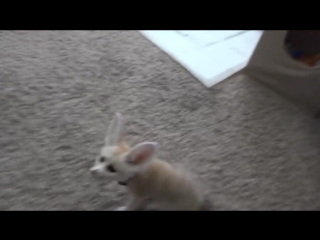 Training the Baby Fennec Fox to Sit