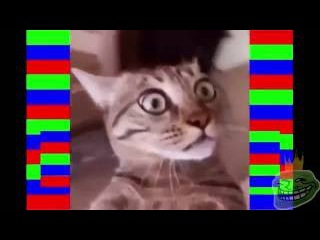НЕ ДЕТСКИЕ ПРИКОЛЫ (18+) 2016 КОТ