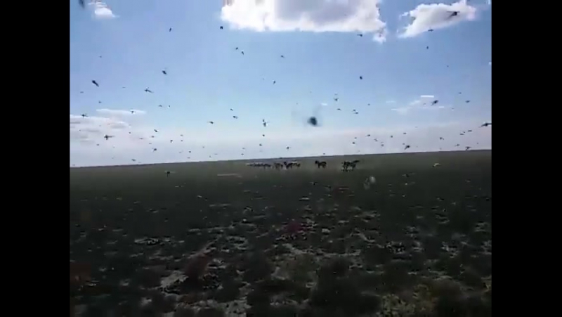 Масалар шабуылы