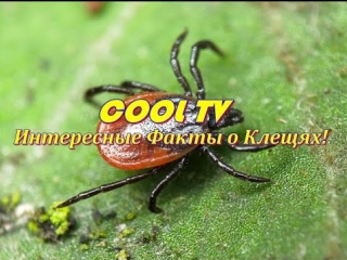 Интересные Факты о Клещях!