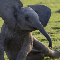 Артемий Тарасов