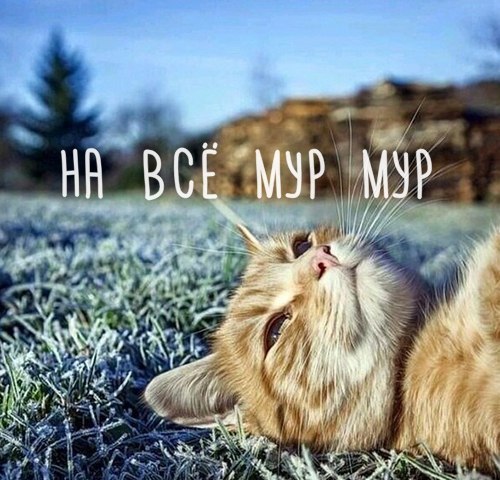 Nice Day, Россия, Минеральные Воды