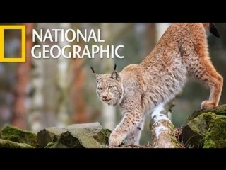 WildCat Lynx (National Geographic)