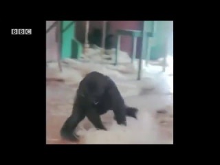 Gorilla dancing at the Twycross Zoo !!!!! April 2016 #HD#viralvideo