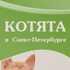 котята спб котята спб
