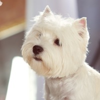 Игорь Колесников