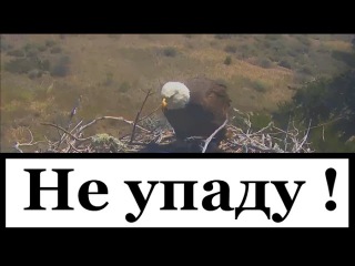 3. ВИХРИ ВРАЖДЕБНЫЕ ВЕЮТ НАД НАМИ / Крупнейший хищник планеты / Большой Белоголов ...