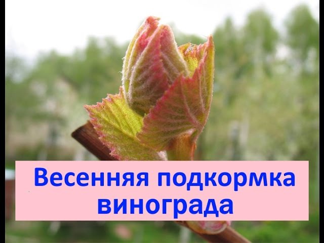 Когда и чем подкармливать рассаду капусты 76 Когда и чем подкармливать рассаду капусты 23