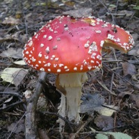 Денис Белкин