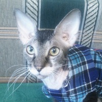 Александр Борисов