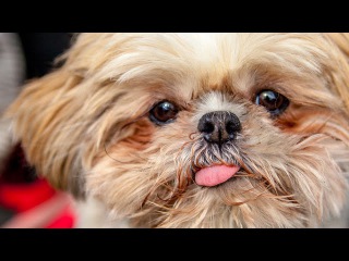 Dogs Making Funny Noises - Funny Animal Compilation
