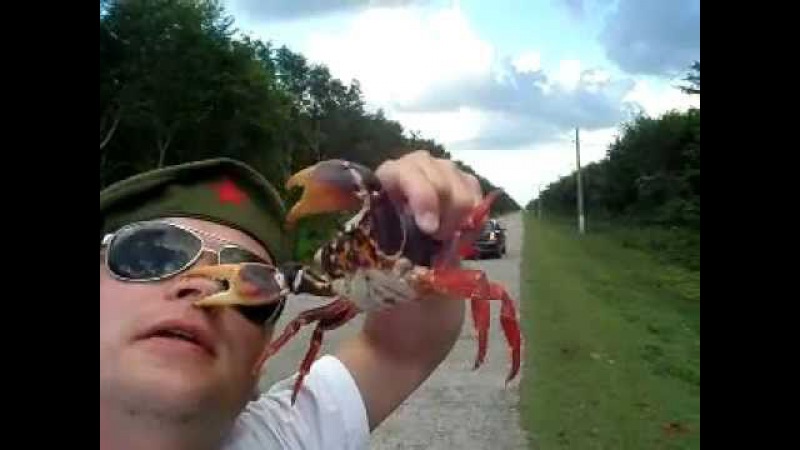 Crab bites nose Краб кусает за нос