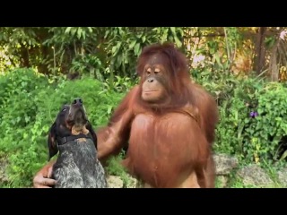 Unlikely Animal Friends! 'Friends Furever' Commercial - Google Android