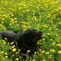 Елена Крутова | Иваново