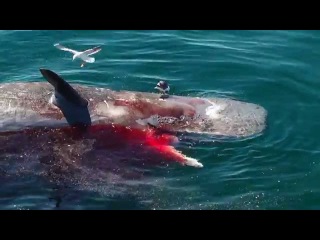 Great White Shark Feeds on Dead Sperm Whale