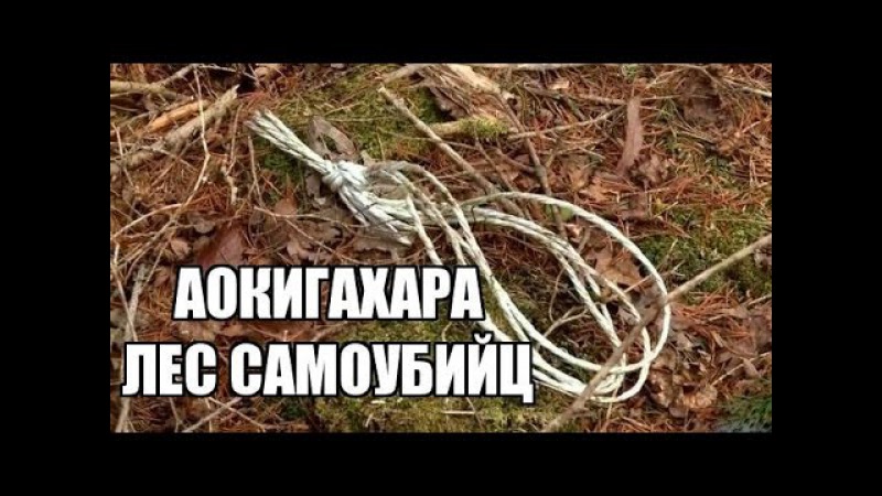 ЛЕС САМОУБИЙЦ. АОКИГАХАРА.