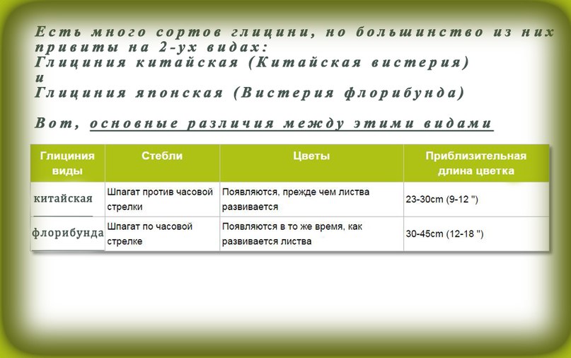 Как выращивать глицинию на садовом участке и как вырастить глицинию в северо-западном климате Как выращивать глицинию на садовом участке и как вырастить глицинию в северо-западном климате