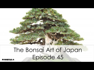 The Bonsai Art of Japan - Episode 45