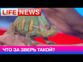 Хамелеон Фил в студии LifeNews