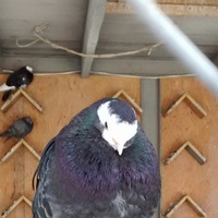 Оксана Кожухарь | 